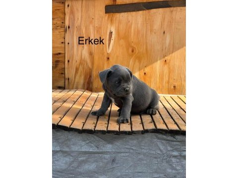 2 aylık üst kalite french bulldog bebekler