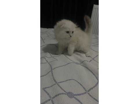 Scottish fold
