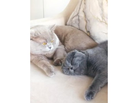 British shorthair 50 günlük