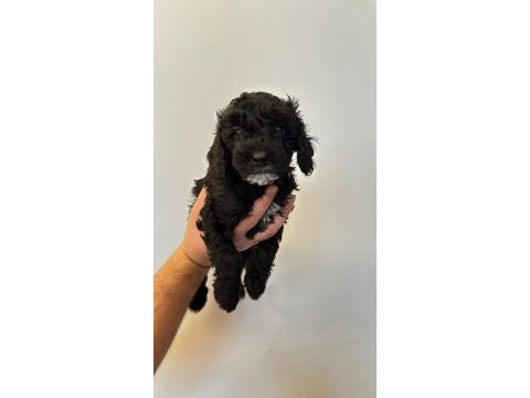 Orjinal siyah toy poodle