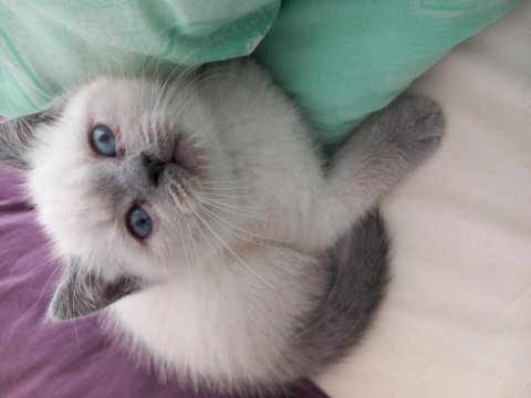 Scottish fold ve british yavru kediler