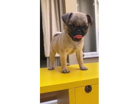 55 günlük renk ve anatomi güzeli pugmops bebekler
