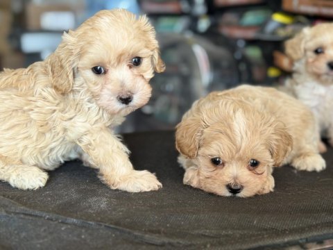 Petmode köpek çiftliğinde ziyarete açık maltipoo