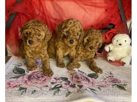 Toy poodle yavrularımız