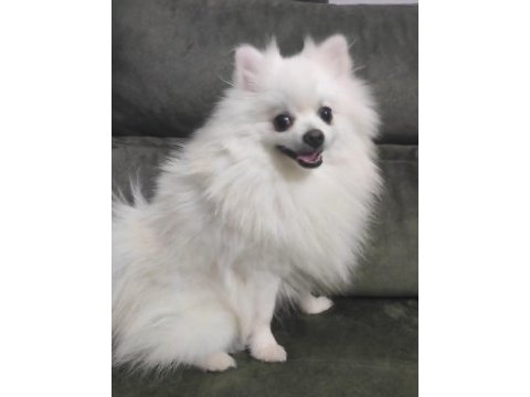 Pomeranian erkek