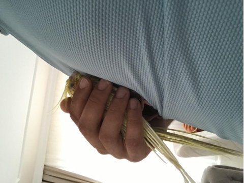 Dişi sultan papağanı