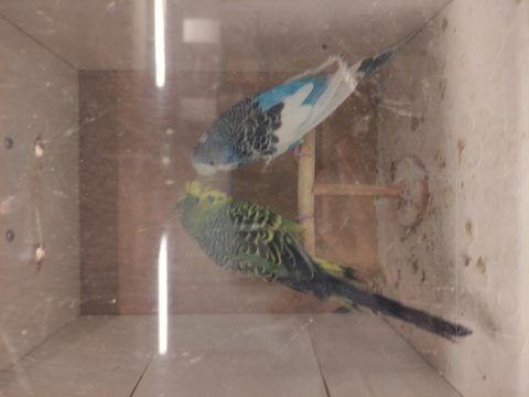 Şov jumbo tepeli muhabbet kuşu
