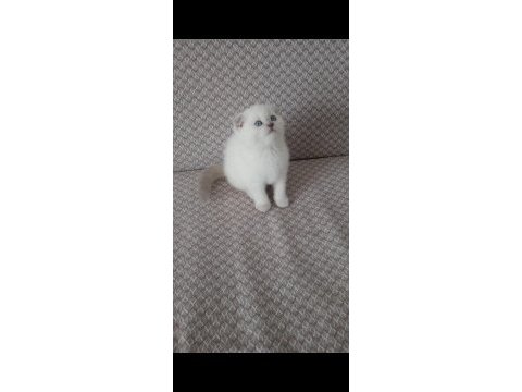 2 aylık scottish fold blue point yavrularımız