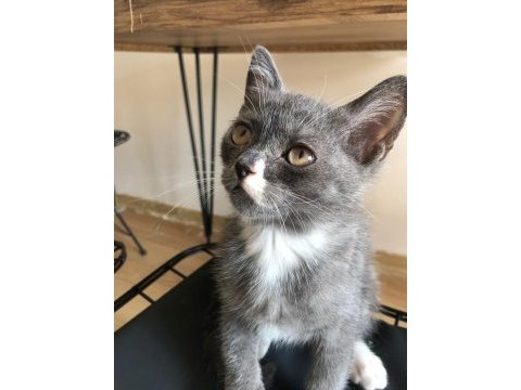 İran ve british shorthair kurması güzeller güzeli yavru