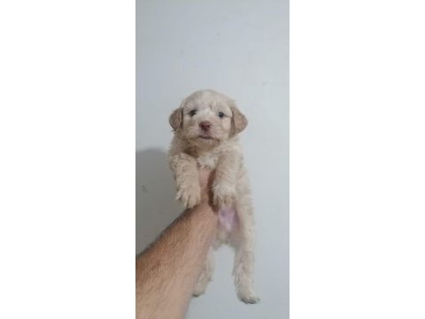 Maltipoo bebekler teslime hazır