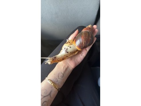 Dev afrika salyangozu yavru achatina fulica 05.2026 doğumlu