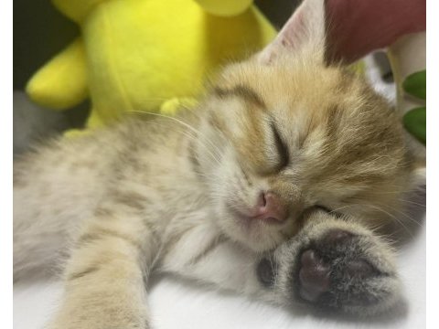 British shorthair golden tabby erkek yavru