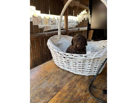Orjinal toy poodle çikolata özel renk