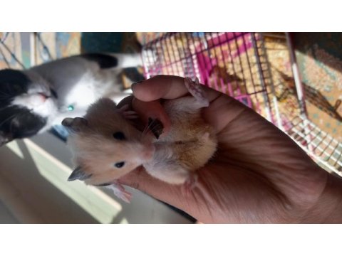 Yavru hamster
