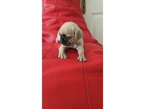 A kalite pug mops yavru