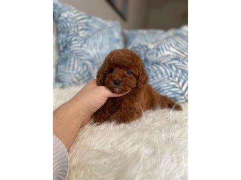 Orjinal red brown toy poodle yavru