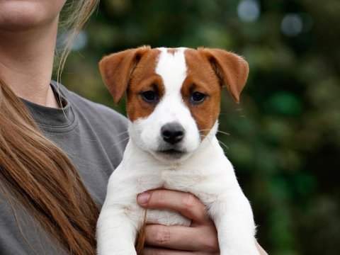 Fcı(kıf) şecereli safkan kısa tüylü jack rusell terrier