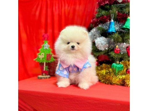 Safkan pomeranian boo köpeklerimiz