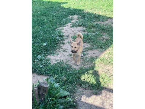 Akita inu yavru köpekler
