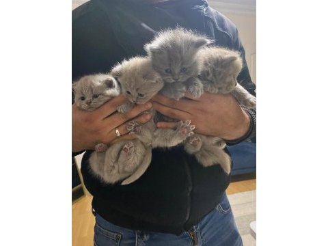 Efsane lilac british longhair yavrularımız