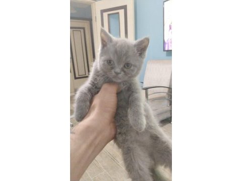 55 günlük british shorthair yavrular