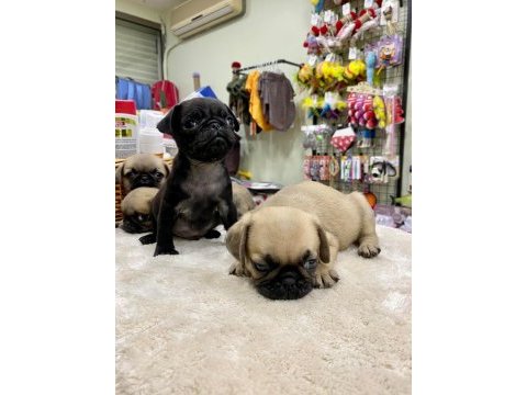 Pug yavrularımız yeni ailesini bekliyor