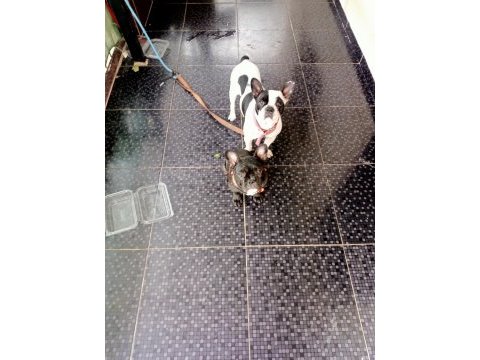 French bulldog yavru köpeklerimiz