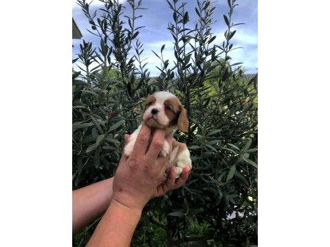 Irkının süper starı a+ kalite king charles bebekler