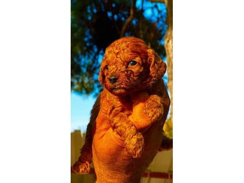 Toy poodle yavruları