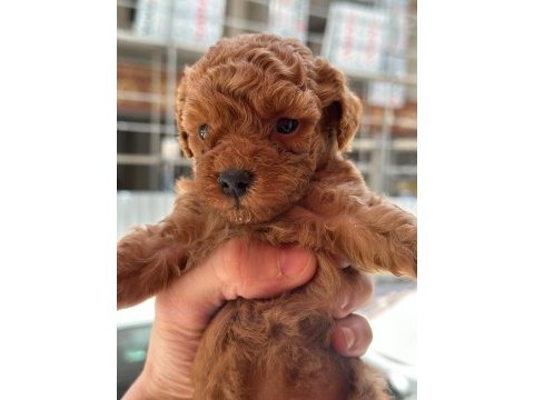 Orjinal toy poodle yavrularımız