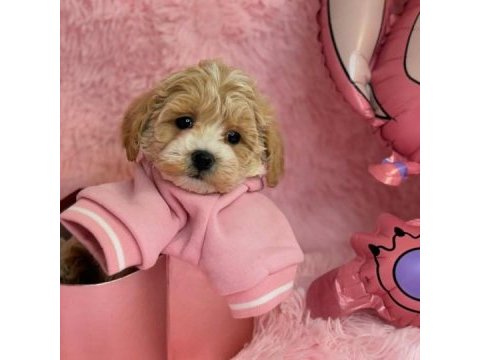 Irk garantili f2 maltipoo yavruları