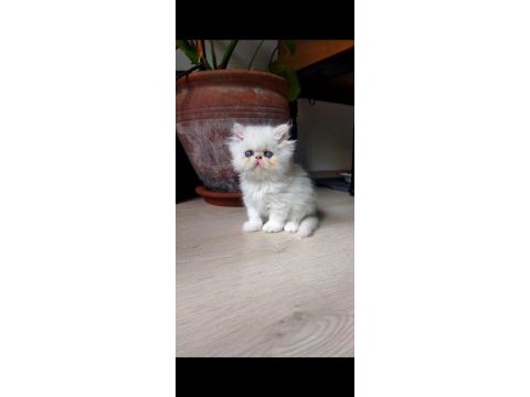 Oyuncu iran persian yavrular