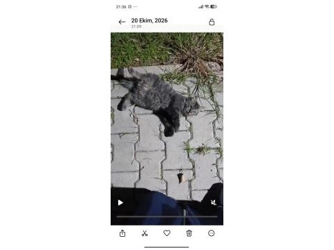 Çok akıllı uysal kedimiz