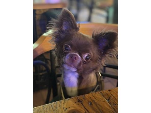 Çikolata longhair chihuahua