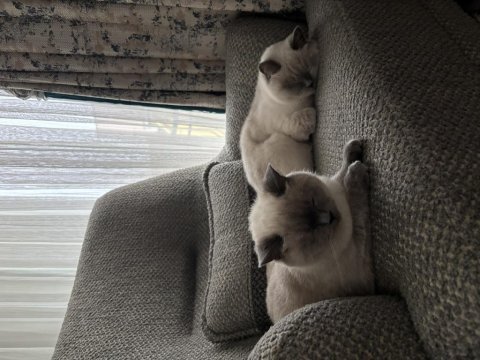 Anne kız yavru kediler