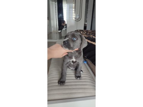 Eğitimli blue corso dişi yavru