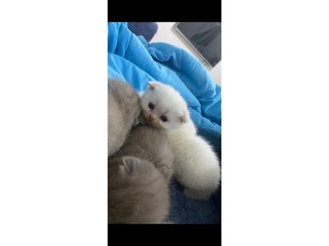 Scottish fold dişi yavrular