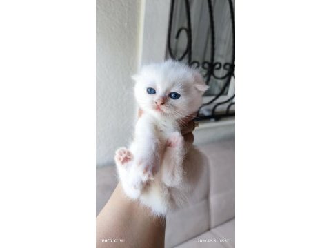 Beyaz scottish fold yavrular sahiplendirilecektir