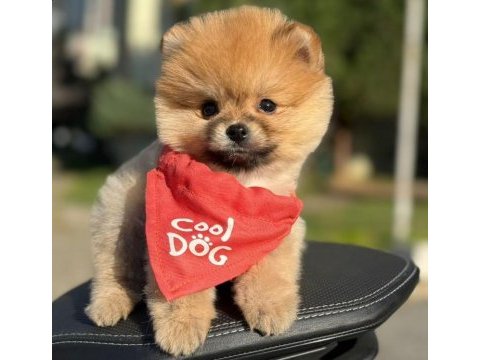Safkan pomeranian boo bebekler