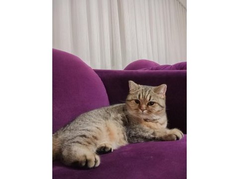 Siyah beyaz kırçıllı british shorthair