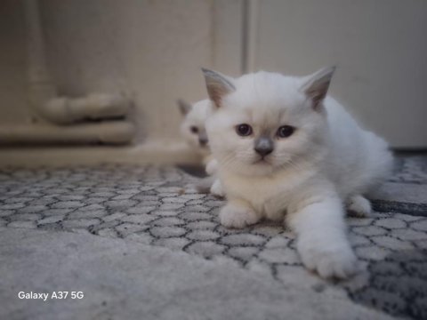 British shorthair bebeklerim