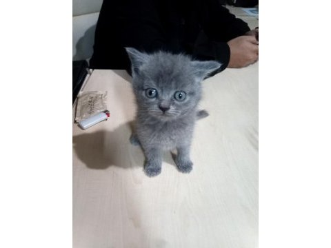 Hayran kalacağınız british shorthair yavrular