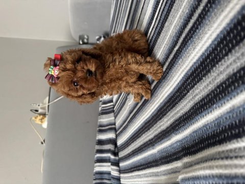 Anne altından tatlı tadında poodle bebekleri