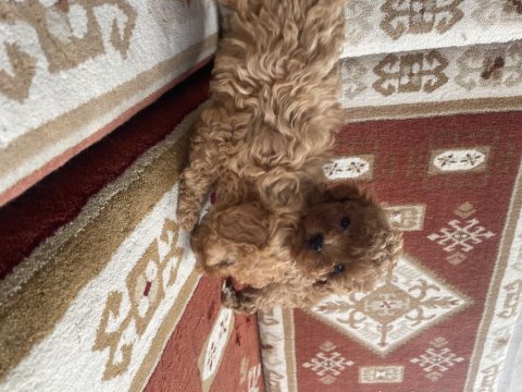Orijinal toy poodle bebekler evde doğdu