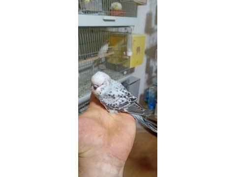 Yavru ve yetişkin muhabbet kuşları