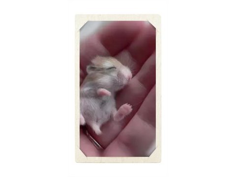 Yavru hamster