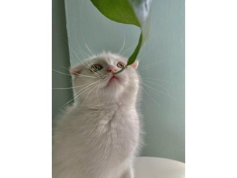 Safkan erkek scottish fold yavrularım sahiplendirilme hazır