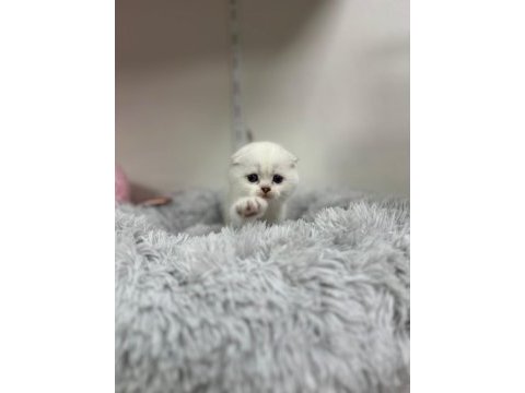 Scottish fold ayı surat yavrumuz