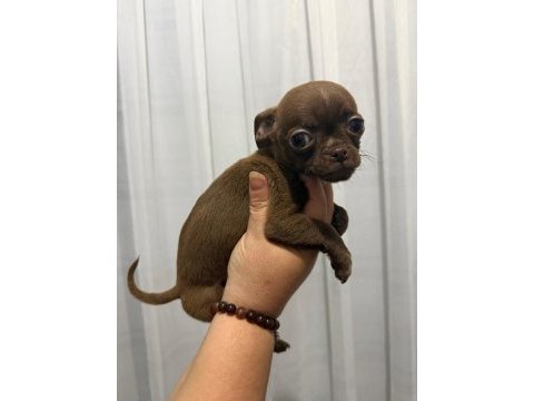 Chihuahua yavrular