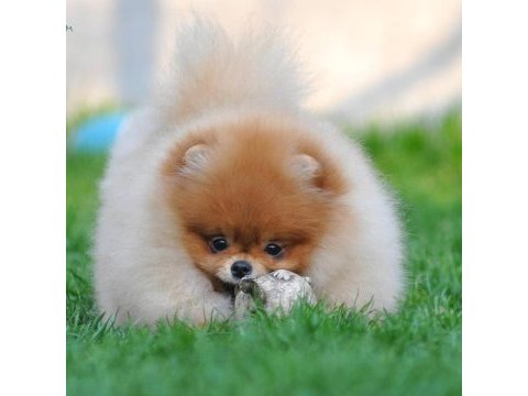 Pomeranian boo yavruları
